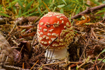Amanita Muscaria, poisonous mushroom. Photo has been taken in the natural forest background.