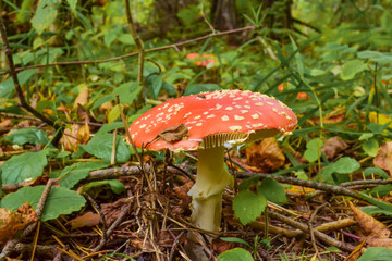 Amanita Muscaria, poisonous mushroom. Photo has been taken in the natural forest background.