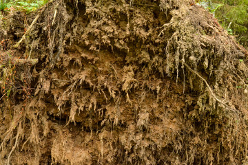 Roots with earth from a fallen tree