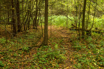 An old abandoned dirt road in a forest with sprouted trees