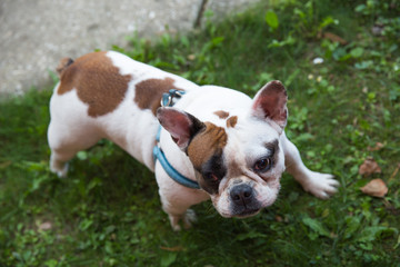 French bulldog / Young animal sitting down on the lawn and looking at the camera