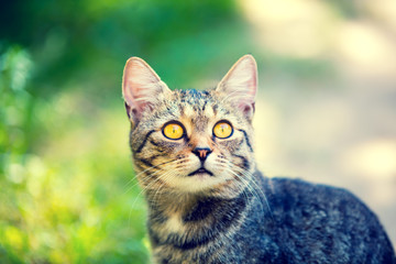 Portrait of a cat walking outdoor in summer, looking up