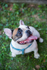 Fototapeta premium French bulldog / Young animal sitting down on the lawn and looking at the camera