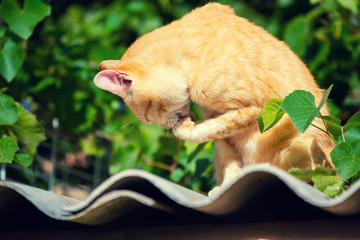 Red kitten sitting on a wavy surface outdoor in the vineyard in summer. The cat licks the paw