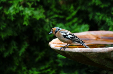 Garten,Vogeltränke,Tierliebe