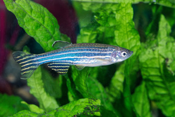 Zebrafish (Danio rerio) in aquarium - 172717225