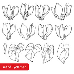 Vector set with outline Cyclamen or Alpine violet flower, bud and leaf in black isolated on white background. Perennial Alpine mountain flowers in contour style for spring design and coloring book.