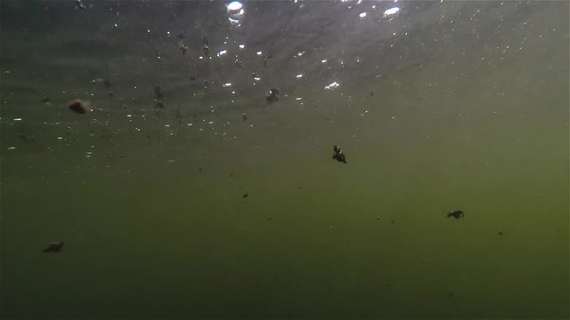 Fisch unter Wasser