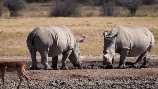 a group of rhinos in the rhino sanctuary in botswana