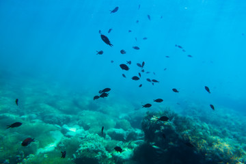 Fototapeta na wymiar Black fish in underwater. Wild life in sea