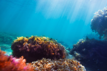 Fototapeta na wymiar Sun rays and red seaweed on stones in underwater. Blue water in sea. Ocean flora