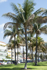 Ocean Drive Palms
