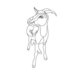 goat vector illustration line drawing