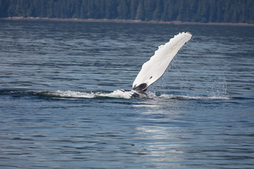 Fototapeta premium Humpback Whale