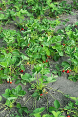 Fototapeta na wymiar Bushes of strawberry plant in garden