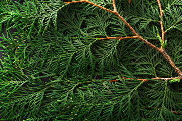 Green thuja tree branches background