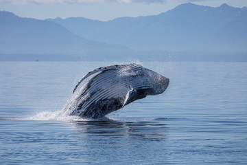 Humpback Whale