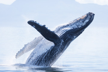 Humpback Whale