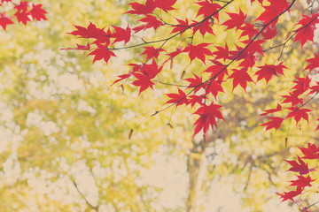 Vibrant red maple leaves in fall sunny yellow park, retro toned