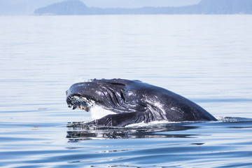 Fototapeta premium Humpback Whale