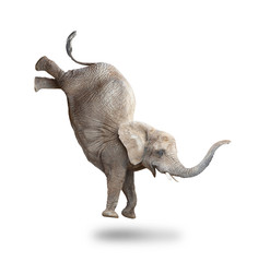 Obraz premium African elephant - Loxodonta africana female running and jumping. Animals isolated on white background.