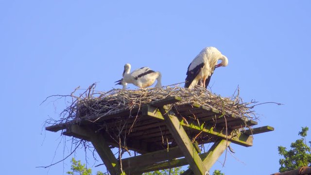 Storchen Nest mit jungen auf einem Dach
