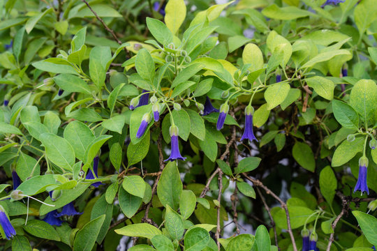purple flower buds of acnistus solanaceae australian plant blooming in garden