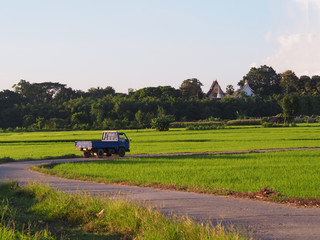 Trunk on road across field