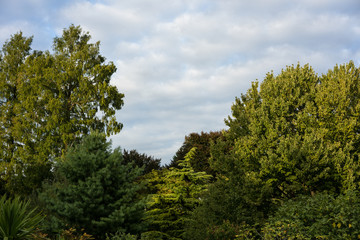 trees in park with cloudy sky background