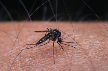 mosquito sucking blood on human skin.