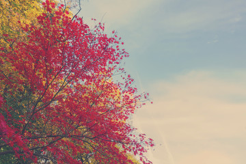 Vibrant red maple leaves in fall sunny yellow park with blue sky, retro toned