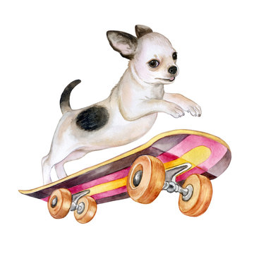 A chihuahua dog on a skateboard. Puppy isolated on white background. Watercolor. Illustration