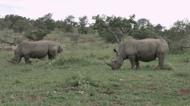 Two rhino bulls eating and following female and mark their territory by urinating.
