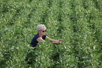 Naklejka na ściany i meble Female farmer or agronomist examining green soybean plant in field