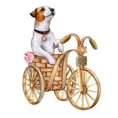 Jack Russell dog on a bicycle isolated on a white background. Puppy in the basket Watercolor. Illustration. Template