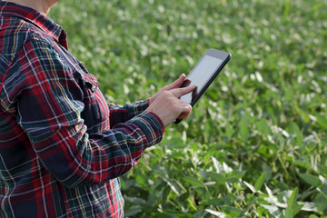Female farmer or agronomist examining green soybean plant in field using tablet