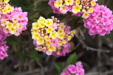 Spring Flowers in Greece, year 2017