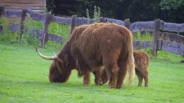 Highland Rinder - Kuh mit Kalb am grasen