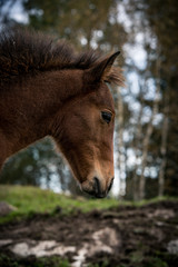 Close up of a foal