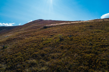 Beautiful view of the Carpathian mountains in summer.