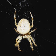 Spider in a web
