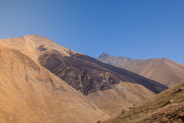 the Caucasus mountains in Georgia with blue sky and small cows