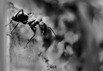 Sri Lankan ant on star fruit captured from macro 
