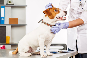 Veterinarian examining dog'