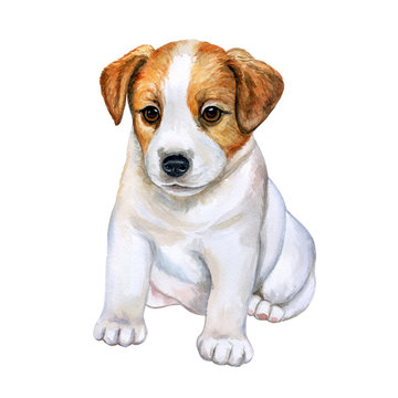 Puppy Jack Russell Terrier isolated on white background. Watercolor. Illustration. Picture