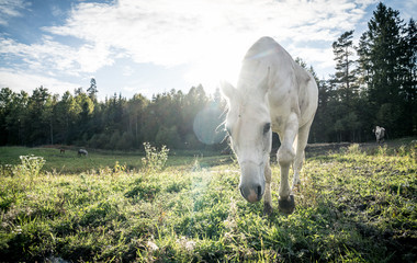 Horses on a sunny day