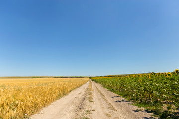 Golden Wheat Field