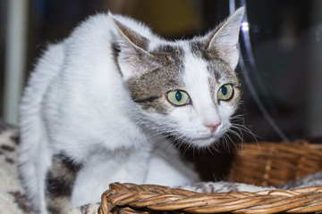 Chat