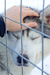 the satisfied husky dog closed eyes, the hand of a man strokes the dog that sits with the cell behind the bar