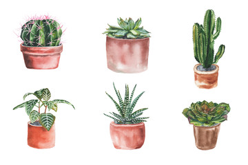 Cacti and succulents. Watercolor flowers in pots